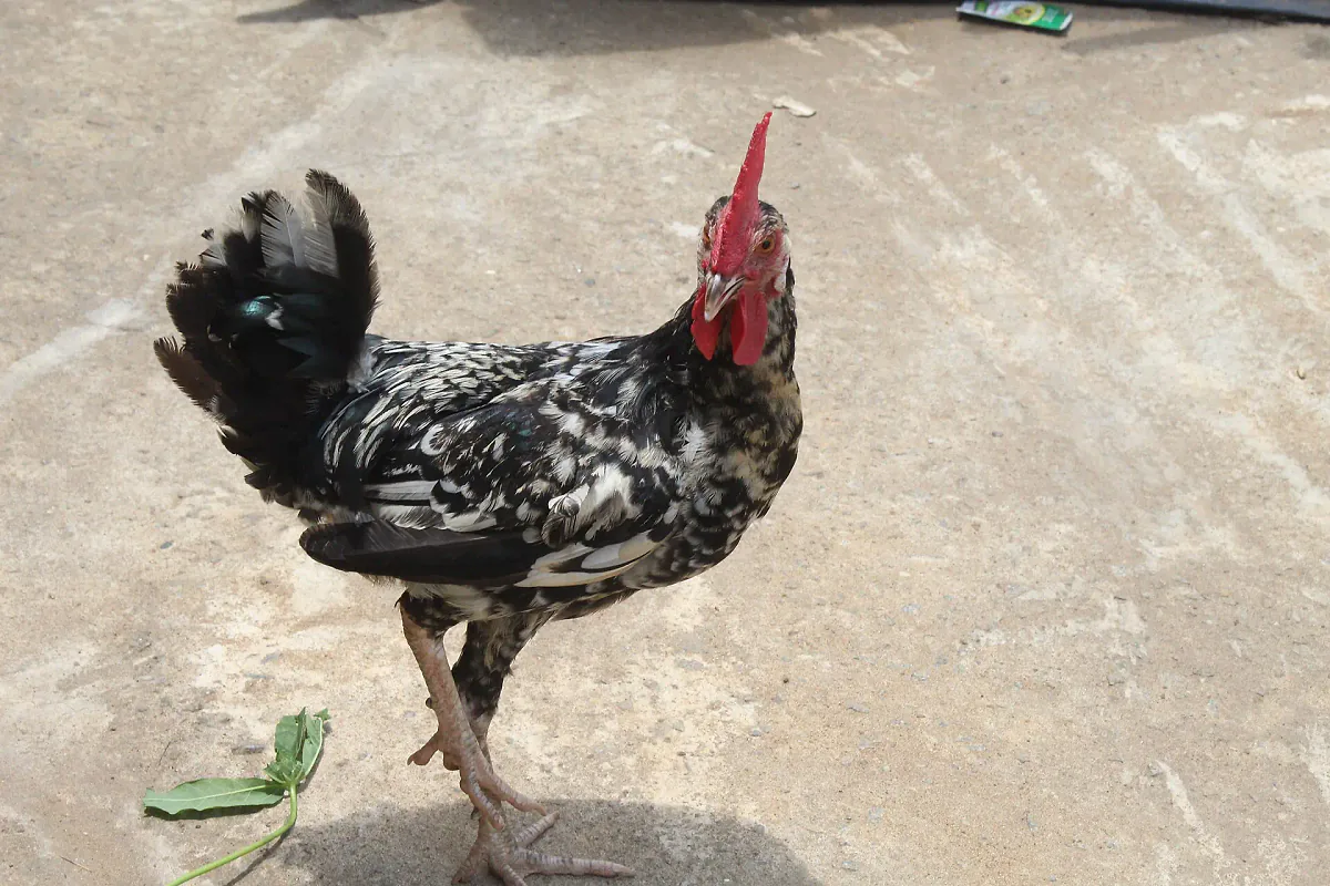 Coq de race locale à Bonoua, Côte d'Ivoire