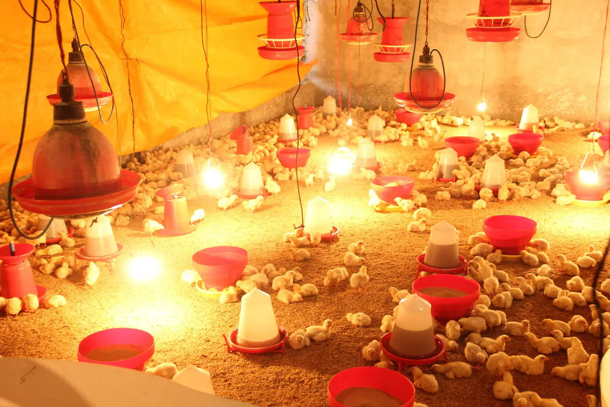 Poussins sous lampes chauffantes dans un élevage avicole
