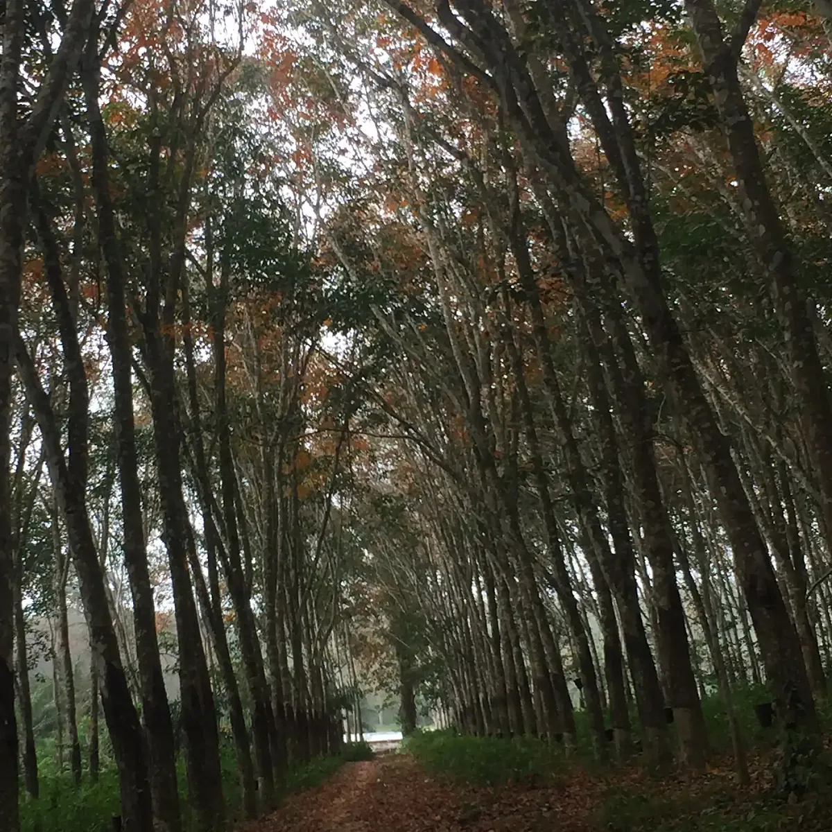 Allée d'hévéas dans une plantation en Côte d'Ivoire
