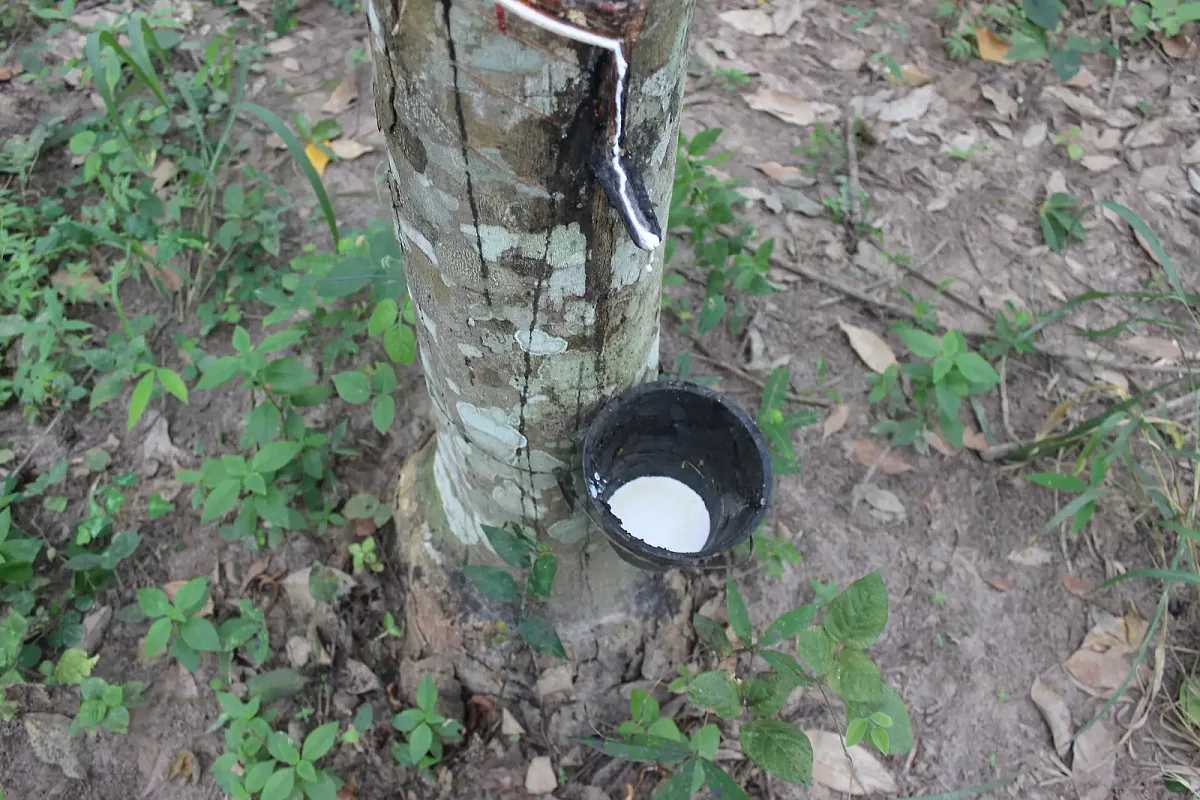Saignée d'un hévéa et gobelet de latex en Côte d'Ivoire
