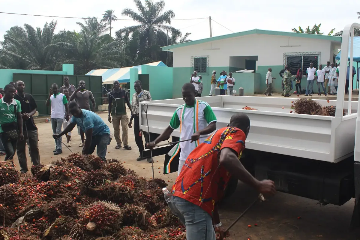 Collecte et chargement des régimes de palme