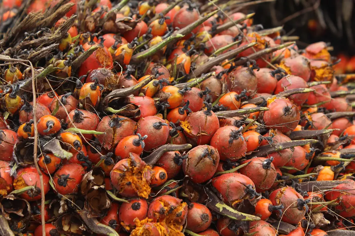 Fruits de palme récoltés