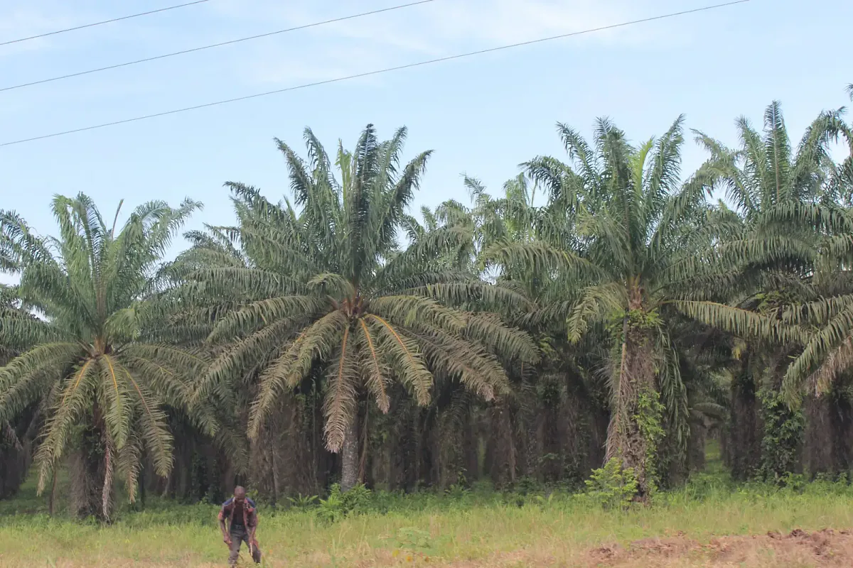 Plantation de palmiers à huile adultes