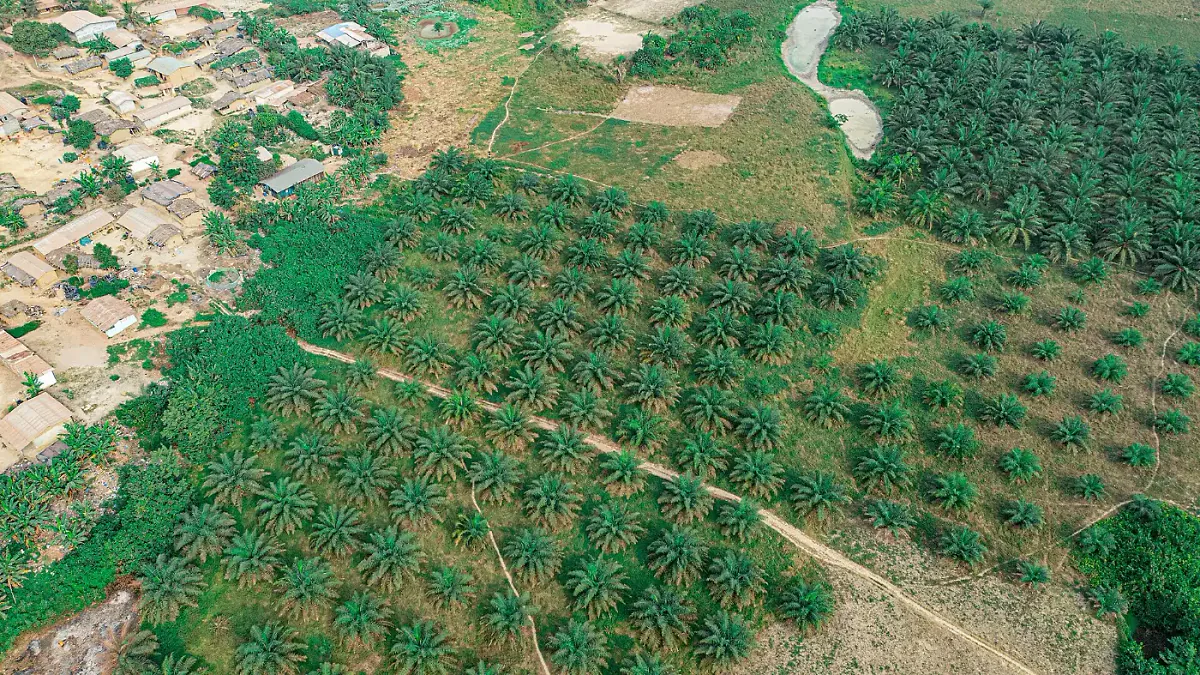 Vue aérienne de plantations de palmiers à huile en Côte d'Ivoire