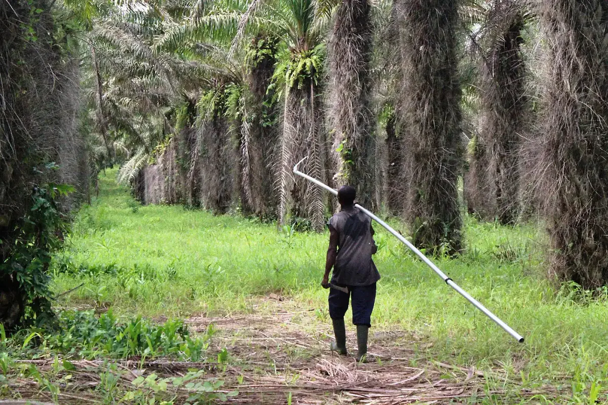 Récolteur dans une plantation industrielle de palmiers à huile