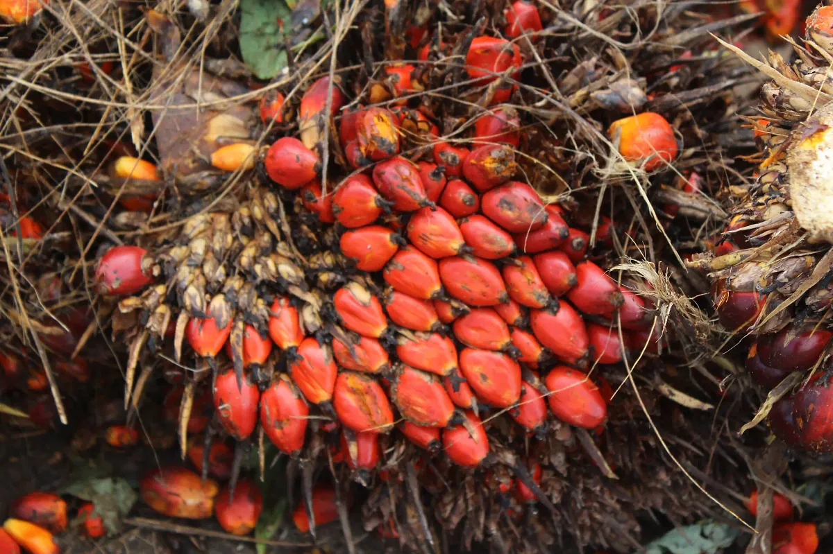 Régime de fruits de palme fraîchement récolté