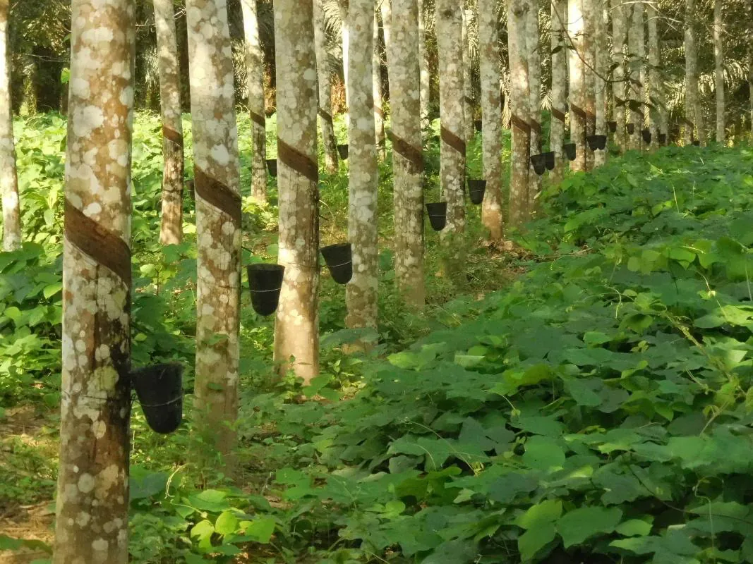 Rangs d'hévéas saignés avec gobelets de collecte, sous-bois de légumineuses